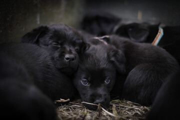 Black puppies mixed of Labrador retriever and Border collie