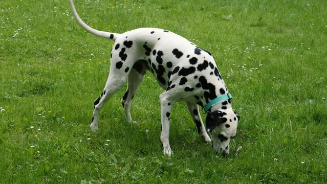 The dog is a Dalmatian dog, sniffs the grass, looking for a stick thrown by a man.