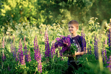 little boy  in the field of lupins , holding violet flowers in his hands 