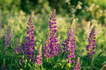 violet lupins  flowers in the field