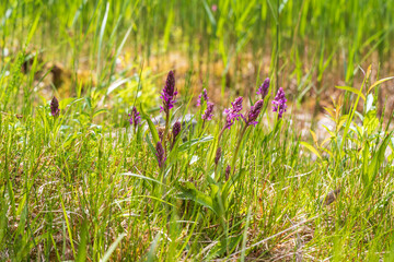 Purple orchid flowers Orchid - Orchis on a green field. The background is beautiful bokeh.