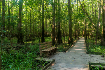 old growth bottomland hardwood forest in Congaree National park in South Carolina
