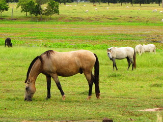 horses in the meadow