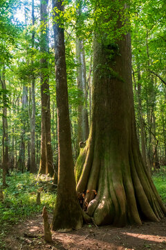 Old Growth Bottomland Hardwood Forest In Congaree National Park In South Carolina
