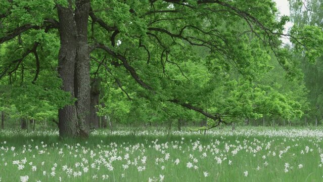 Wild white daffodils glade in the oak forest of Vad, Romania
