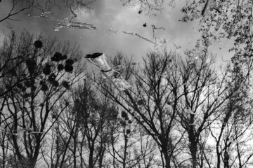 Odbicie w wodzie drzewa