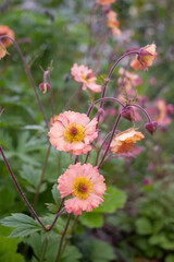Delicate pink-yellow buds of Geum chiloense "Mai Tai" close-up. Perennial spring plant. Photo for a garden center or plant nursery catalog. Sale of green spaces and wild herbs.