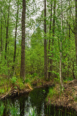 Fototapeta na wymiar Green vegetation and swamp in the forest. Nature Landscape background on springtime day