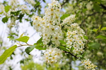 A branch of white cherry.