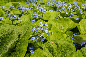 Blue flowers in green foliage.