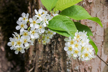 Flowers of white bird cherry on a background of tree bark.