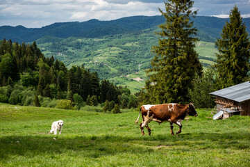 Fototapeta na wymiar Happy cows grazing on green grass in Pieniny Mountains Park, Poland