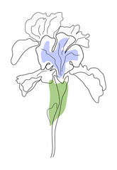 Vector iris flower with leaves. Isolated linear element for design, botanical illustration, postcard, poster, print, invitation.