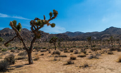 Joshua Trees or yucca against the clear blue sky and large boulders in Joshua Tree national Park in...