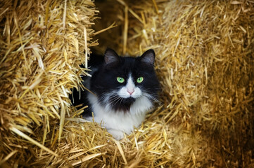 the cat lies on the hay