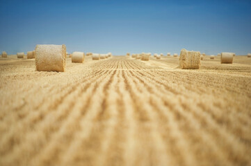 Straw rolls on agriculture field after harvesting in sunset