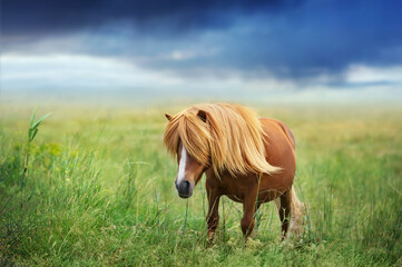 Naklejka na ściany i meble Pony on green grass in sunlight