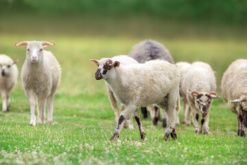 sheep and lambs