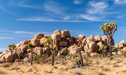 Fototapeta na wymiar Joshua Trees or yucca against the clear blue sky and large boulders in Joshua Tree national Park in California during summer.