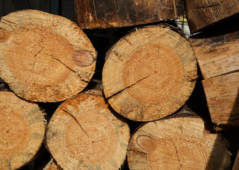 Naklejka premium Round cut tree trunks. We see wood and annual rings in it.