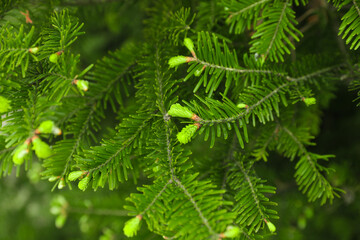 Fototapeta premium Green branches of beautiful conifer tree outdoors, closeup