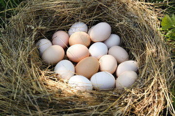 Fresh raw chicken eggs in straw nest