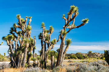 Joshua Trees or yucca against the clear blue sky and large boulders in Joshua Tree national Park in...