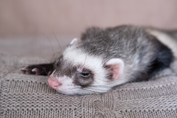 Gray-black sable ferret with a heart Domestic ferret concept. Exotic pet care concept. Isolated on background