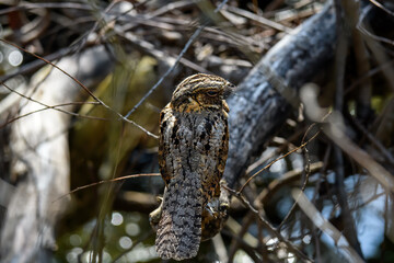 Eastern whip-poor-will in tangled brush. It is a medium-sized bird within the nightjar family, Caprimulgidae, from North America. It is commonly heard but less often seen because of its camouflage.