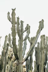 Keuken spatwand met foto group of cactus © ARVYDAS