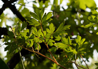 Green leaves of an ornamental plant. The sunshine forms a pleasant green depression.