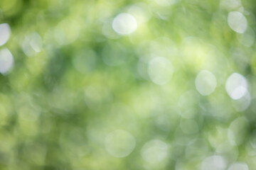 Fototapeta na wymiar abstract blurred green background, nature bokeh