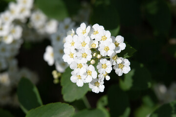 spring bloom white flowers fruit trees