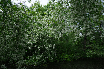 Blooming tree on the pond, blue flowers, tree reflection on the pond, natural colors