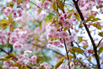 A close-up of pink cherry blossom, japanese sakura tree in spring