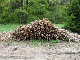 on the site in the forest, tree trunks cut down