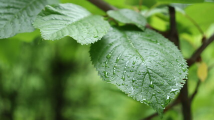 Leaf in the rain
