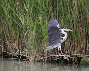 Large Bird Gray Heron landing in the marshy swamp near the reeds