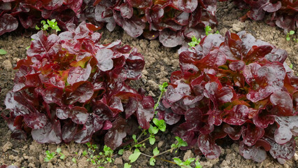 Lettuce bio red oakleaf harvest farm field Lactuca sativa harvesting food corrugated farmer farming...