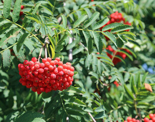 group of red berries from the tree called Rowan