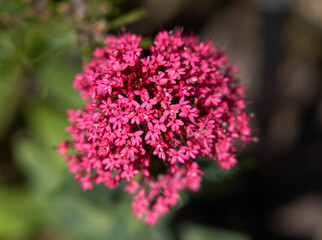 Small dense red flower heads