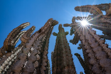 Namibia, euphorbia virosa, big cactus in the desert
