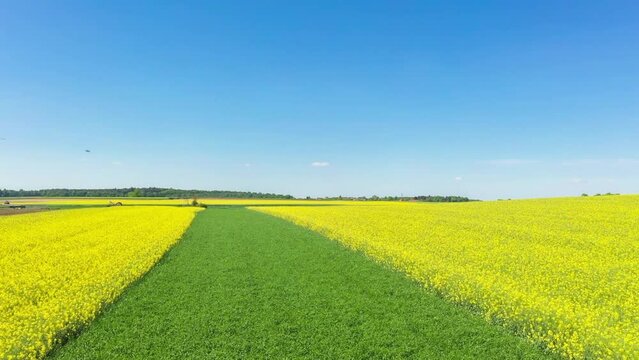 Filmmaterial einer Drohne Gelb bl&uuml;hendes Rapsfeld Landschaft in der Oberpfalz bei Regensburg auf den Winzer H&ouml;hen mit blauer Himmel und Wolken im Sommer, Deutschland