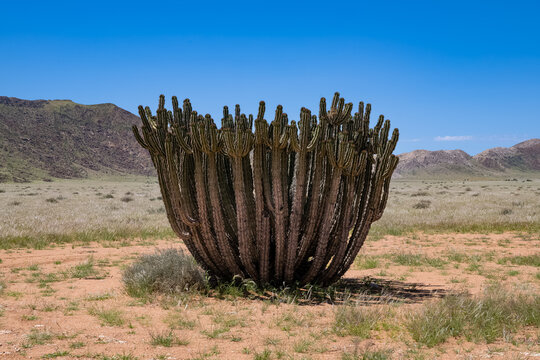 Namibia, euphorbia virosa, big cactus in the desert
