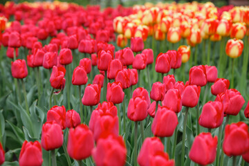 Obraz premium Blooming tulips flowerbed in Keukenhof flower garden. Keukenhof is the world's largest flower and tulip garden park in South Holland. Lisse, South Holland, the Netherlands.
