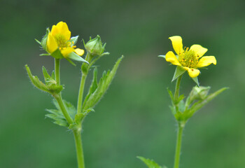 Geum urbanum grows in nature