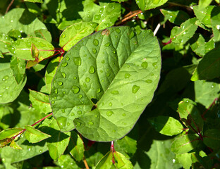 Beads of water on a green leaf