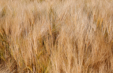 background of blonde golden ears of wheat in the cultivated field
