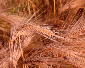 detail of golden ears of wheat to make flour