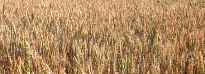 golden ears of wheat in the cultivated field ready for summer harvest